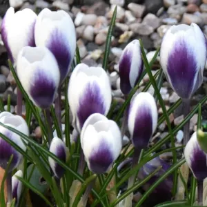 Crocus 'Prins Claus'